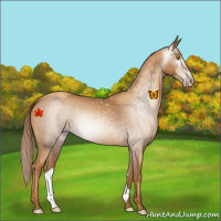 Horse Color:Gray Gold Champagne 