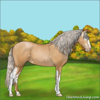Horse Color:Gray White Spotted Silver Buckskin Pearl 