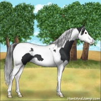 Horse Color:Black Splash Tobiano 