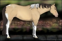 Horse Color:Amber Champagne Dun Tobiano 