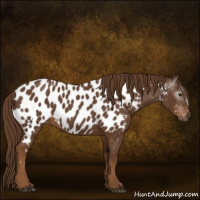 Horse Color:Gray Chestnut Appaloosa 