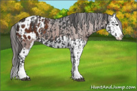 Horse Color:Black Sabino Splash Appaloosa  and Brown Sabino Splash Appaloosa 