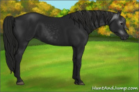 Horse Color:Gray Black 