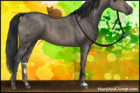 Horse Color:Brown Ice Dun Sabino