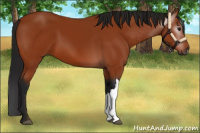 Horse Color:Gray Bay 