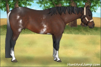 Horse Color:White Spotted Brown Tobiano 