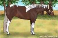 Horse Color:Silver Brown Tobiano 