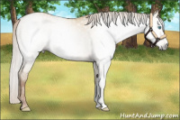 Horse Color:Gray Silver Buckskin Pearl Dun