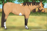 Horse Color:Buckskin Roan Tobiano