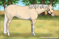 Horse Color:Silver Amber Cream Champagne Dun Tobiano