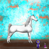 Horse Color:Gray Liver Red Dun Sabino Appaloosa Brindle