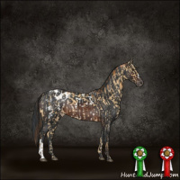 Horse Color:Buckskin Dun Blanket Brindle  and Brown Varnish 