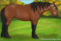 Horse Color:Gray Bay 