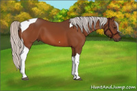 Horse Color:Silver Bay Tobiano
