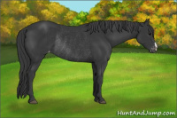 Horse Color:Black Appaloosa Rabicano 