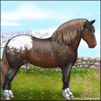 Horse Color:Liver Chestnut Appaloosa 