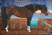 Horse Color:Brown Tobiano 