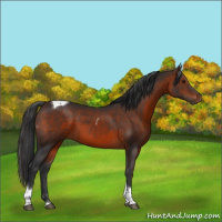 Horse Color:Brown Tobiano 