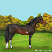 Horse Color:Brown Tobiano Rabicano