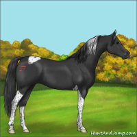 Horse Color:Black Tobiano 