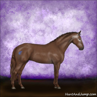 Horse Color:Gray Red Roan 