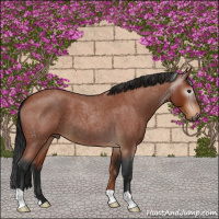 Horse Color:Gray Bay Roan 