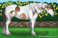 Horse Color:Buckskin Splash Tobiano