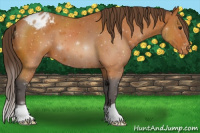 Horse Color:Buckskin Varnish 