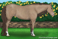 Horse Color:Classic Champagne 