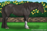Horse Color:Smoky Black 