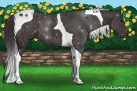 Horse Color:Smoky Black Tobiano 