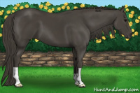 Horse Color:Smoky Black 