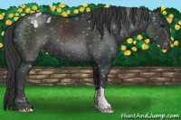 Horse Color:Black Snowflake Varnish 