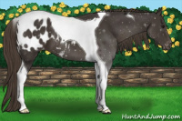 Horse Color:Smoky Black Tobiano Appaloosa