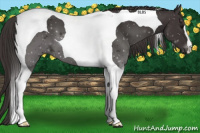 Horse Color:Smoky Black Tobiano 