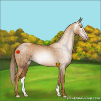 Horse Color:Gray Gold Champagne