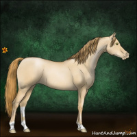 Horse Color:Red Dun Pearl 
