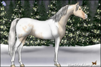 Horse Color:Silver Brown Pearl Dun Tobiano Appaloosa 