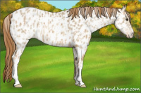 Horse Color:Red Dun Appaloosa  and Red Dun Appaloosa Rabicano 