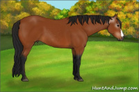 Horse Color:Gray Bay 