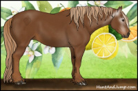 Horse Color:Gray Chestnut 