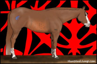 Horse Color:Chestnut  and Chestnut Splash 