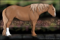 Horse Color:Chestnut Rabicano 