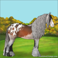 Horse Color:Bay Blanket  and Bay Splash Blanket 