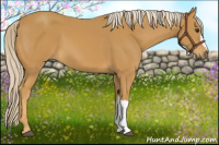 Horse Color:Palomino