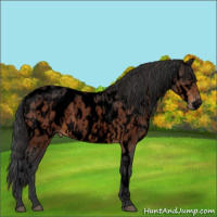 Horse Color:Void Buckskin Blanket  and Void Brown Near Leopard 