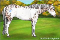 Horse Color:Bay Splash Frame  and Bay Splash Frame 