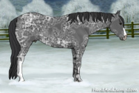 Horse Color:Black Ice 