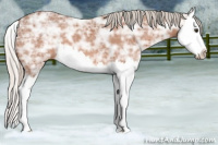 Horse Color:Silver Bay Ice Splash