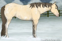 Horse Color:Amber Cream Champagne Ice 